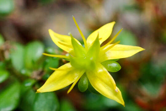 Image of Sedum erythrospermum Hayata