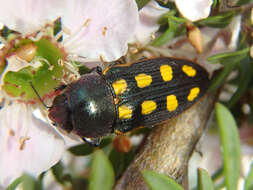 Image of Castiarina xanthopilosa (Hope 1847)