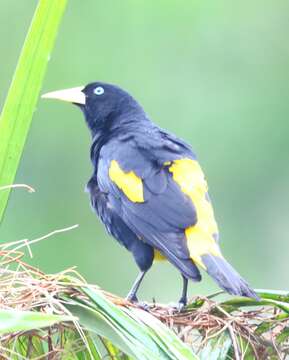 Image of Yellow-rumped Cacique