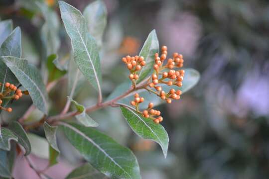 <i>Photinia matudae</i>的圖片