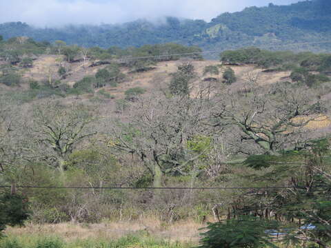 Image de Ceiba trischistandra (A. Gray) Bakhuisen