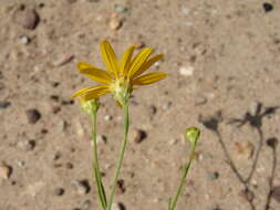 Image of Wright's snakeweed