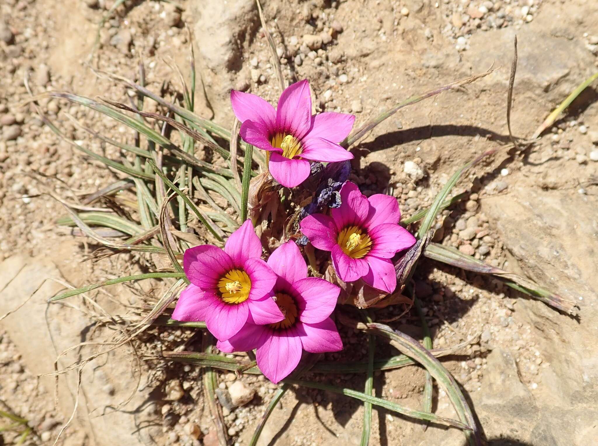Image of Romulea obscura var. obscura