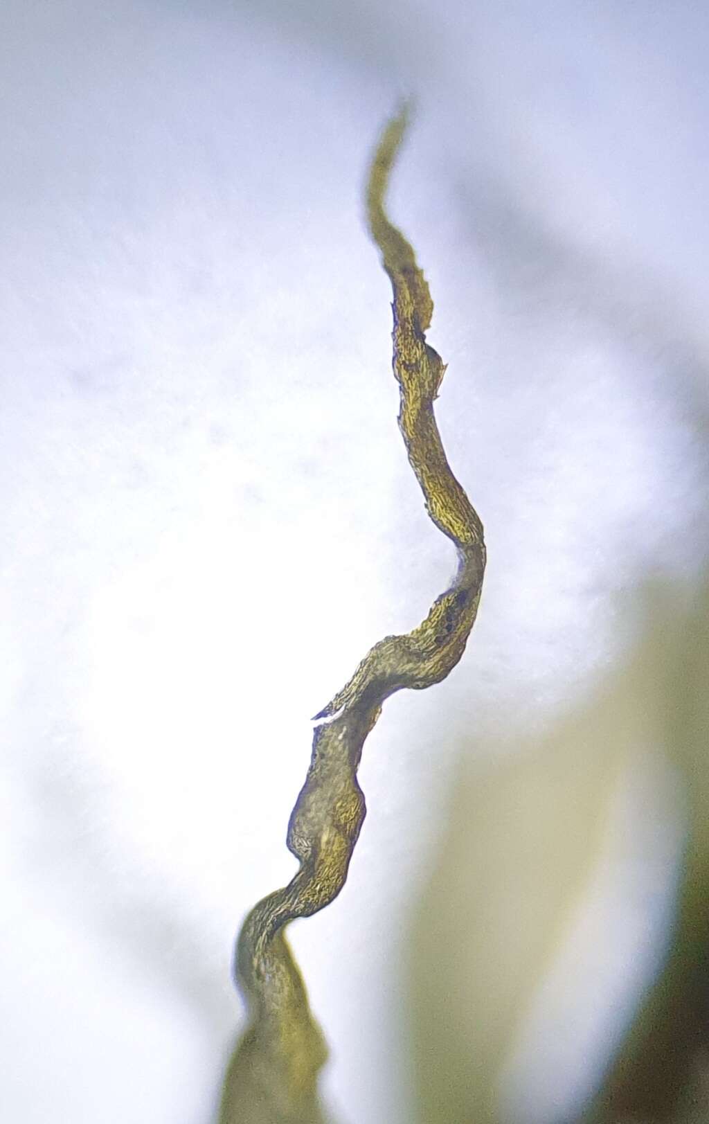 Image of Bonjean's dicranum moss