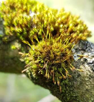 Image of <i>Ulota bruchii</i>