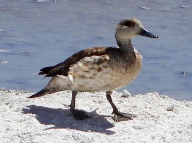 Image of Andean Crested Duck