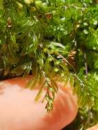 صورة Hymenophyllum peltatum (Poir.) Desv.