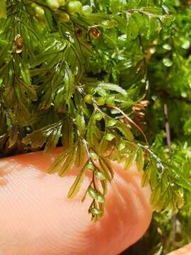 Image of Hymenophyllum peltatum (Poir.) Desv.