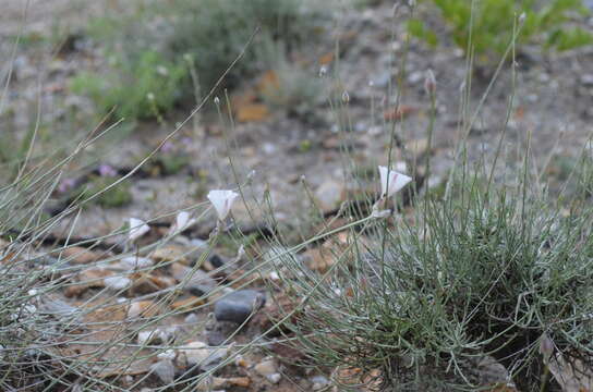 Image of Convolvulus krauseanus Regel & Schmalh.