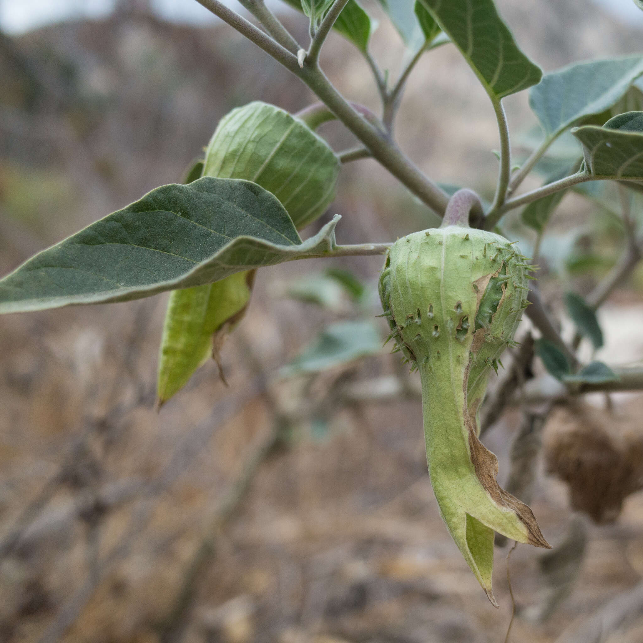 Imagem de Datura wrightii Hort. ex Regel