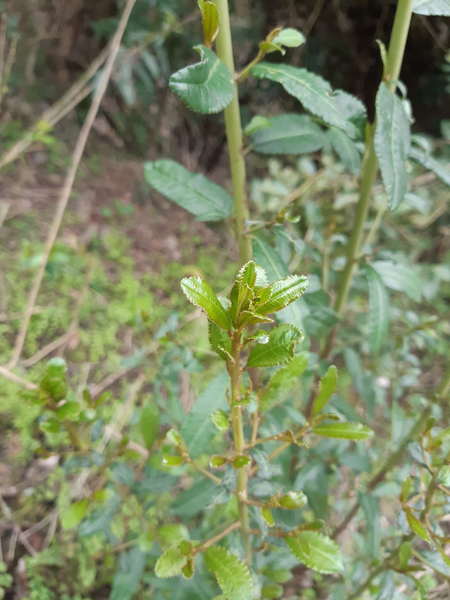 Plancia ëd Adenopeltis serrata (W. T. Aiton) I. M. Johnst.