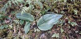 Image of Platanthera stenoglossa Hayata