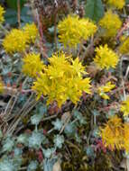 Imagem de Sedum spathulifolium Hook.