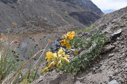 Image of Tropaeolum polyphyllum Cav.