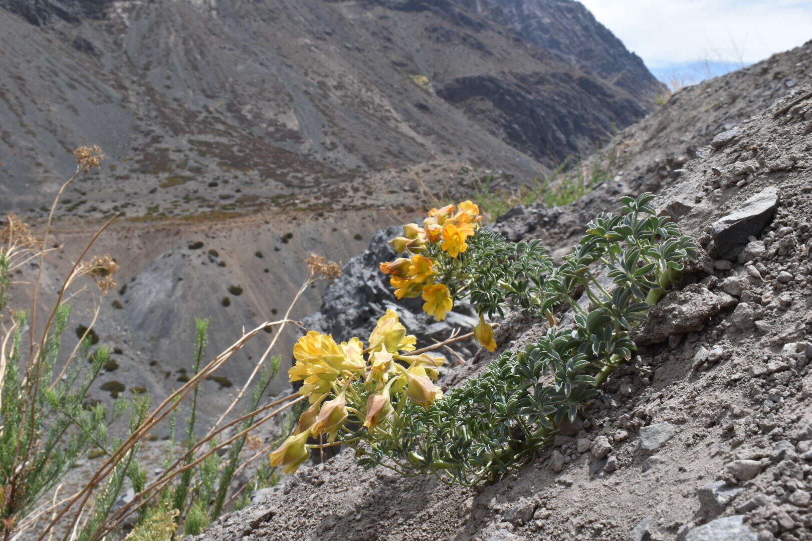 Image of Tropaeolum polyphyllum Cav.