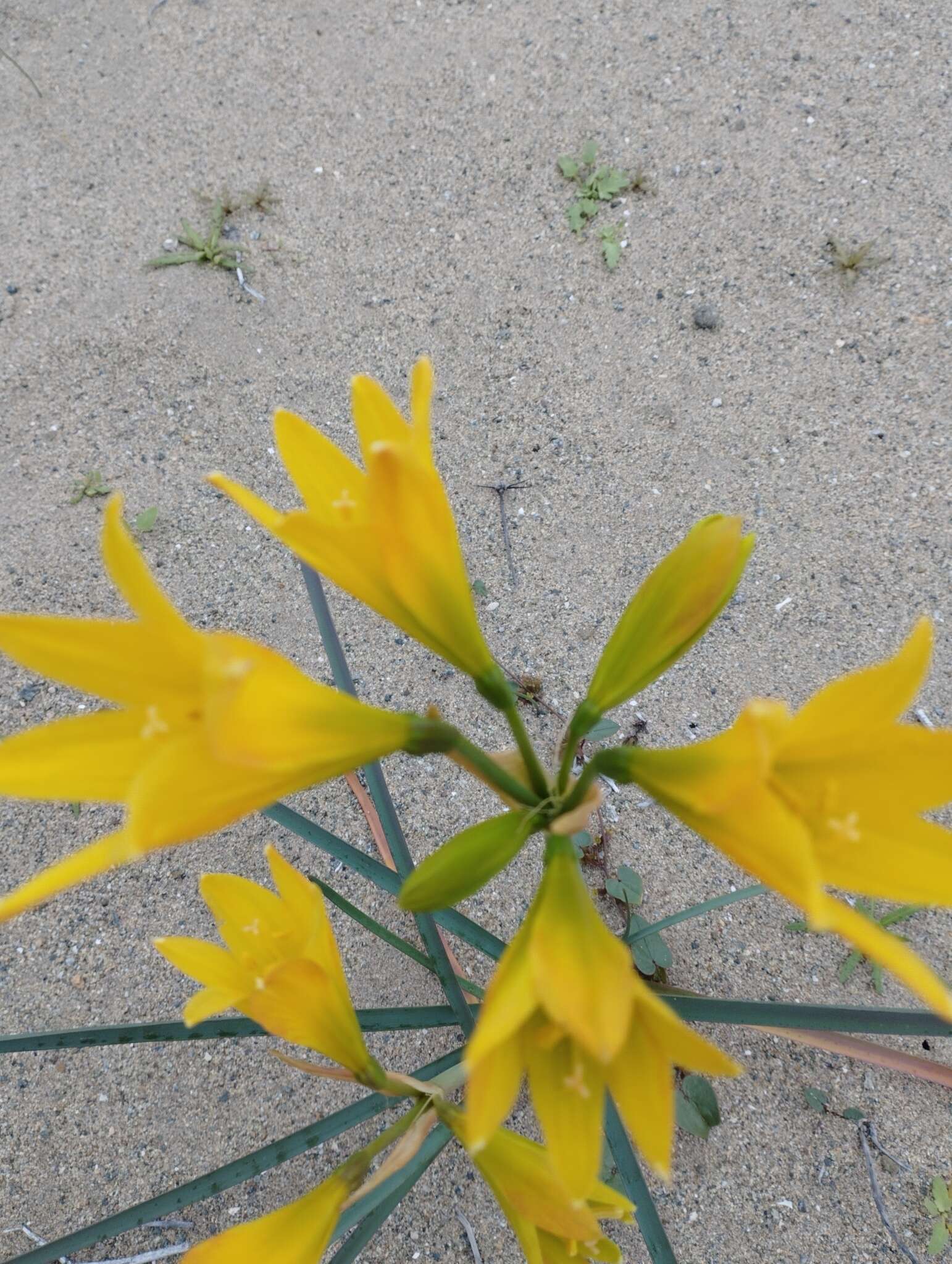 Imagem de Zephyranthes bagnoldii