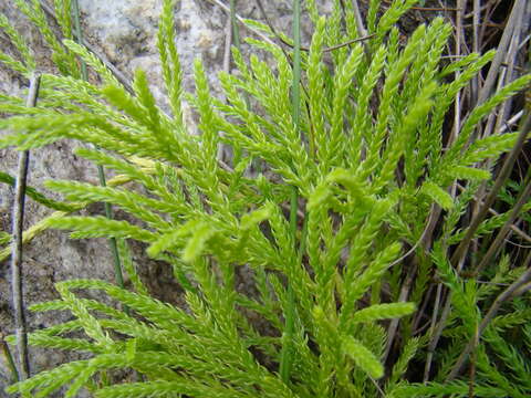 Image of Diphasiastrum zanclophyllum (J. H. Wilce) Holub