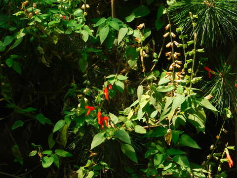 Image of Salvia gesneriiflora Lindl. & Paxton