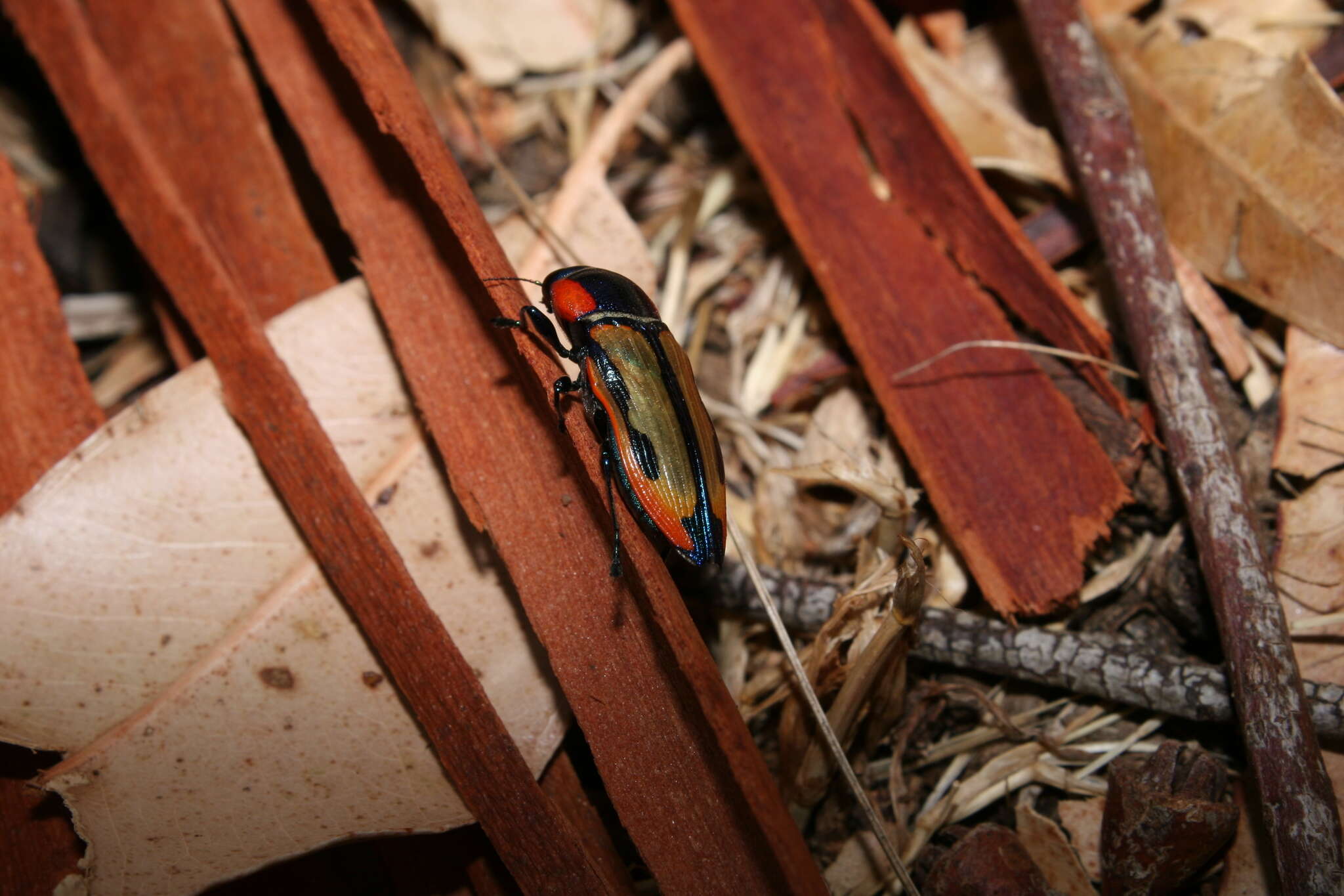 Castiarina amabilis (Gory & Laporte 1838) resmi