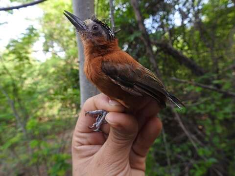 Plancia ëd Picumnus cinnamomeus Wagler 1829