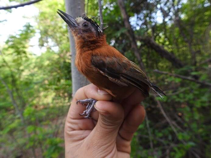 Image of Chestnut Piculet