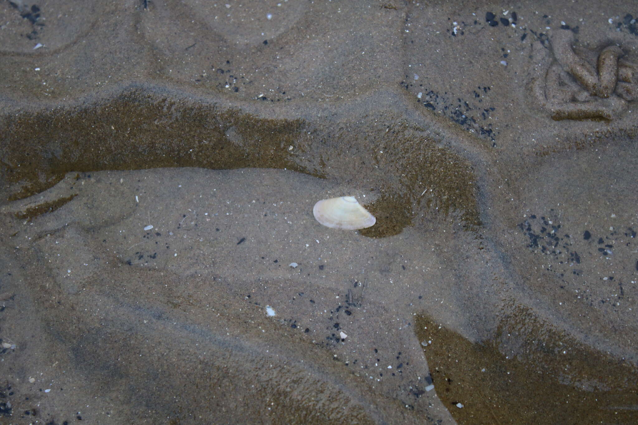 Image of Banded wedge shell