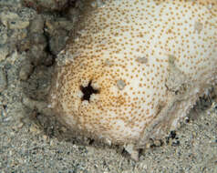 Image of Brown Sandfish