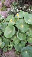 Image of Drakensberg Buttercup