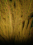 Sivun Muricea californica Aurivillius 1931 kuva