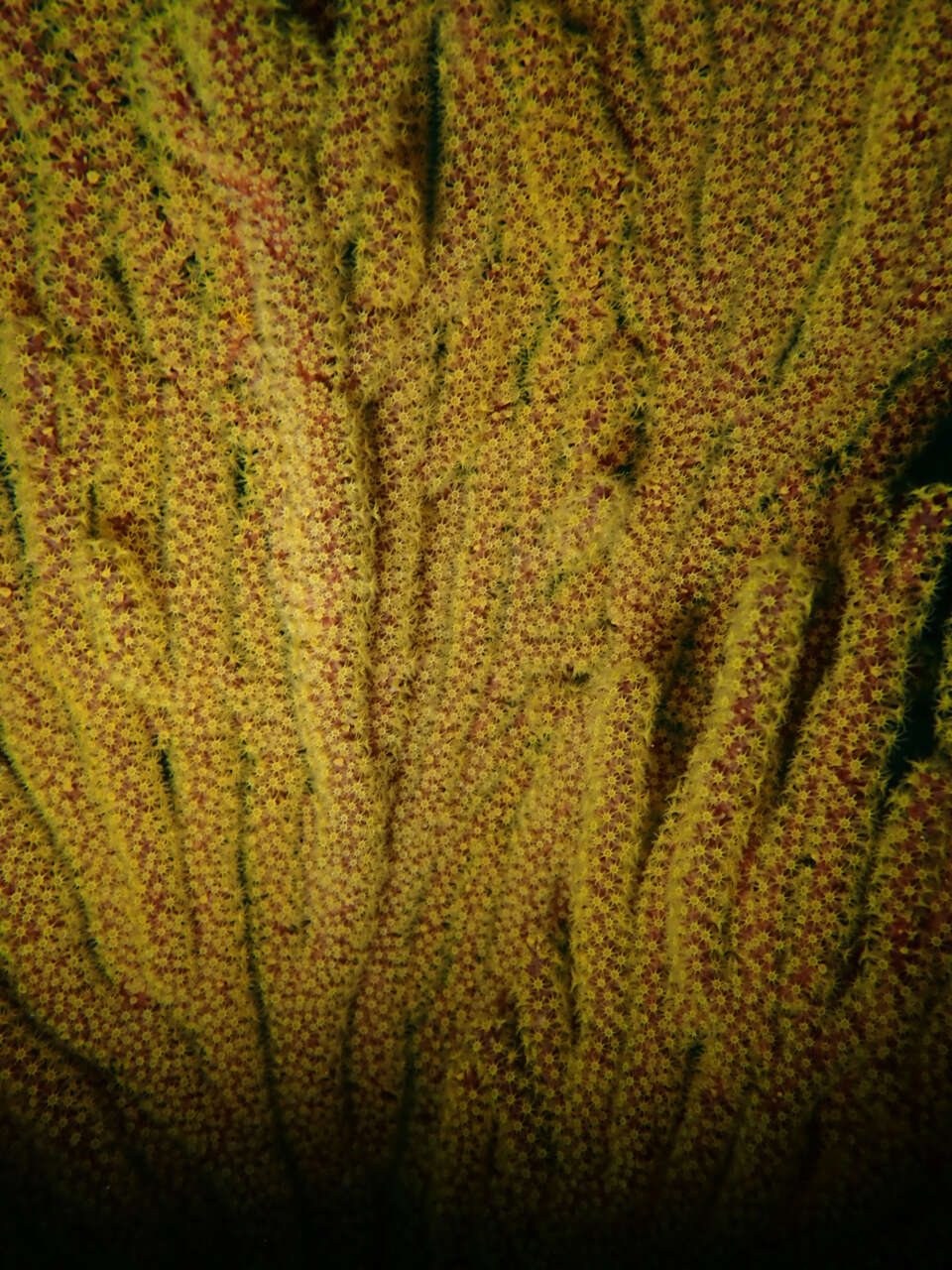 Sivun Muricea californica Aurivillius 1931 kuva