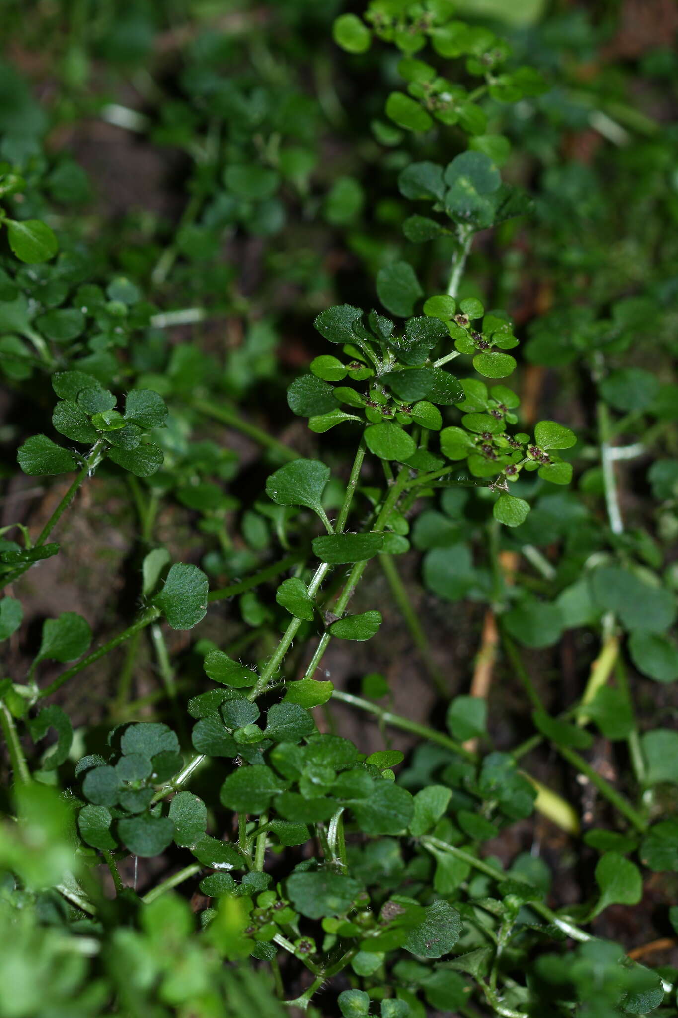 Chrysosplenium ramosum Maxim.的圖片