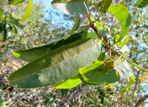 Image of Vochysia haenkeana C. Martius