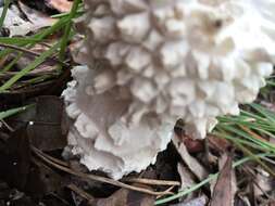 Image of Amanita pyramidifera D. A. Reid 1978