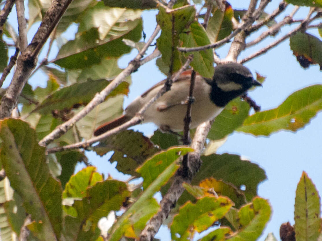 Image de Calicalicus Bonaparte 1854