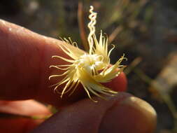 Dianthus bolusii Burtt Davy的圖片