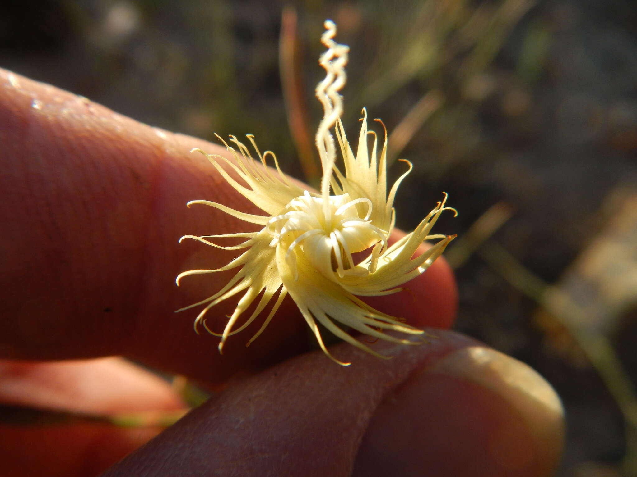 Image of Dianthus bolusii Burtt Davy