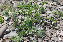 Image of Viola dissecta var. incisa (Turcz.) Y. S. Chen