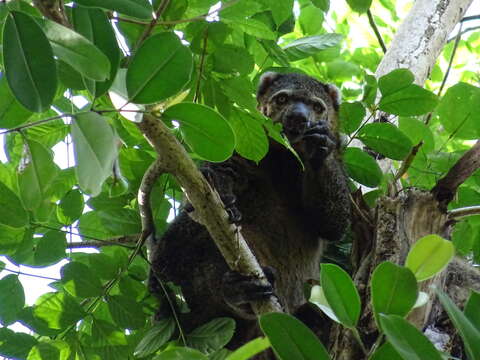 Image of Ailuropinae Flannery, Archer & Maynes 1987