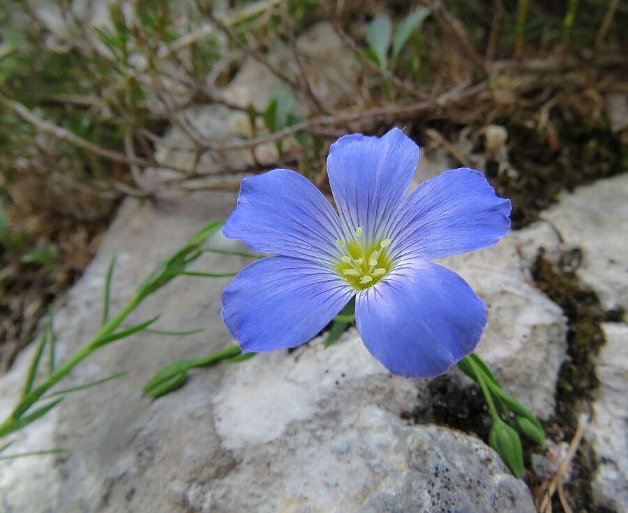 Imagem de Linum alpinum subsp. julicum (Hayek) Hegi