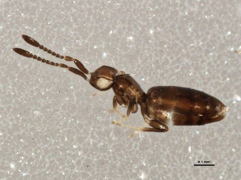 Image of Cleruchus