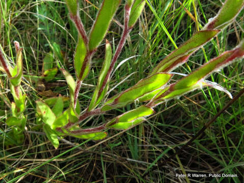 Image of Pink everlasting