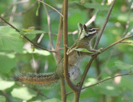 Tamias quadrimaculatus Gray 1867 resmi