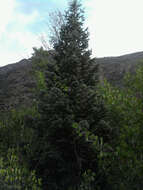 Image of Abies concolor var. concolor