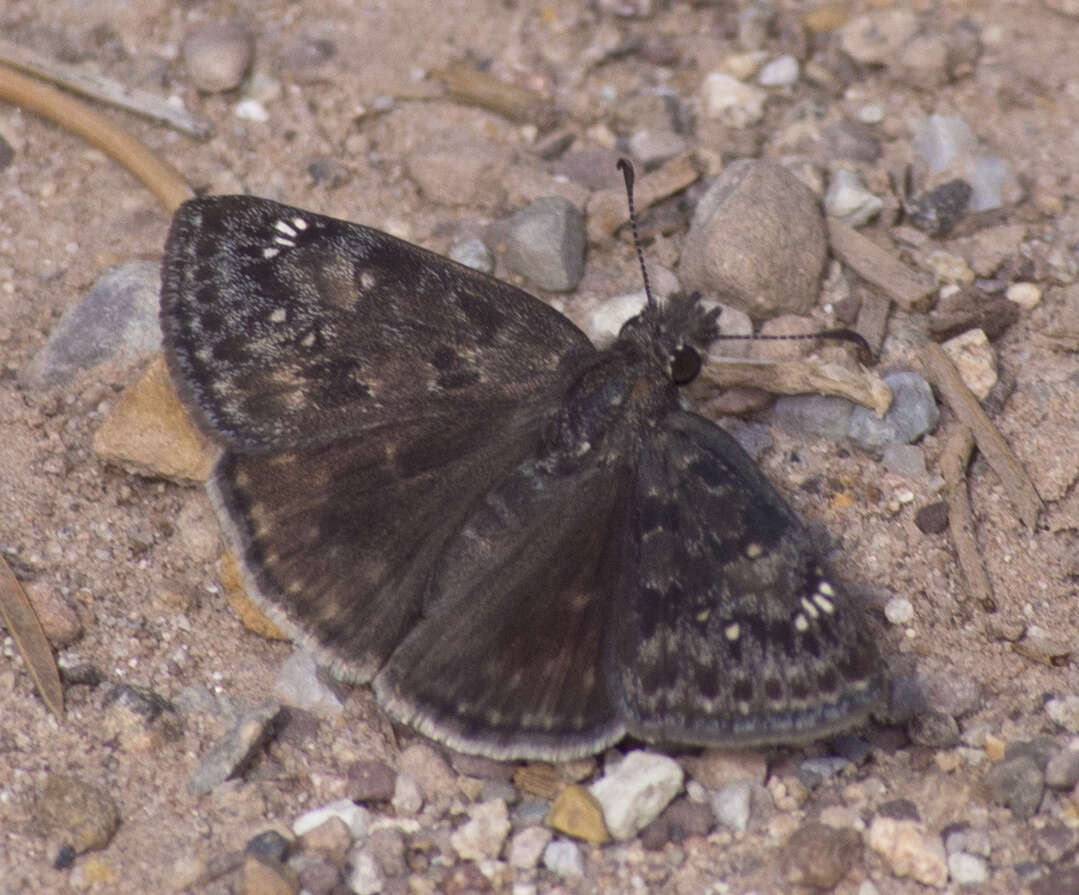 Image of Afranius Duskywing