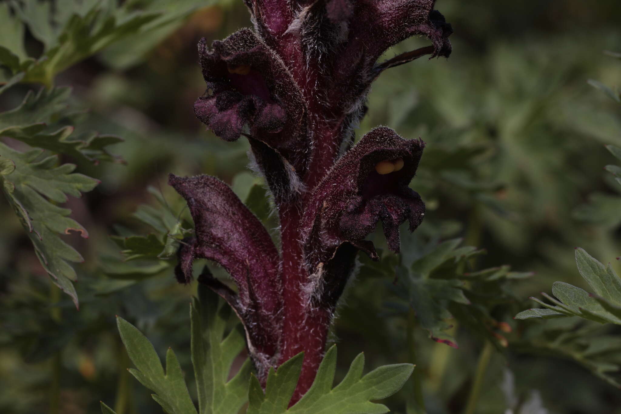 Imagem de Orobanche gamosepala Reuter