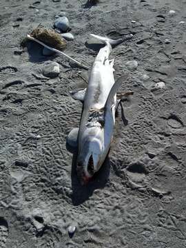 Image of mackerel sharks