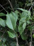 Image of Solanum luculentum C. V. Morton ex S. Knapp