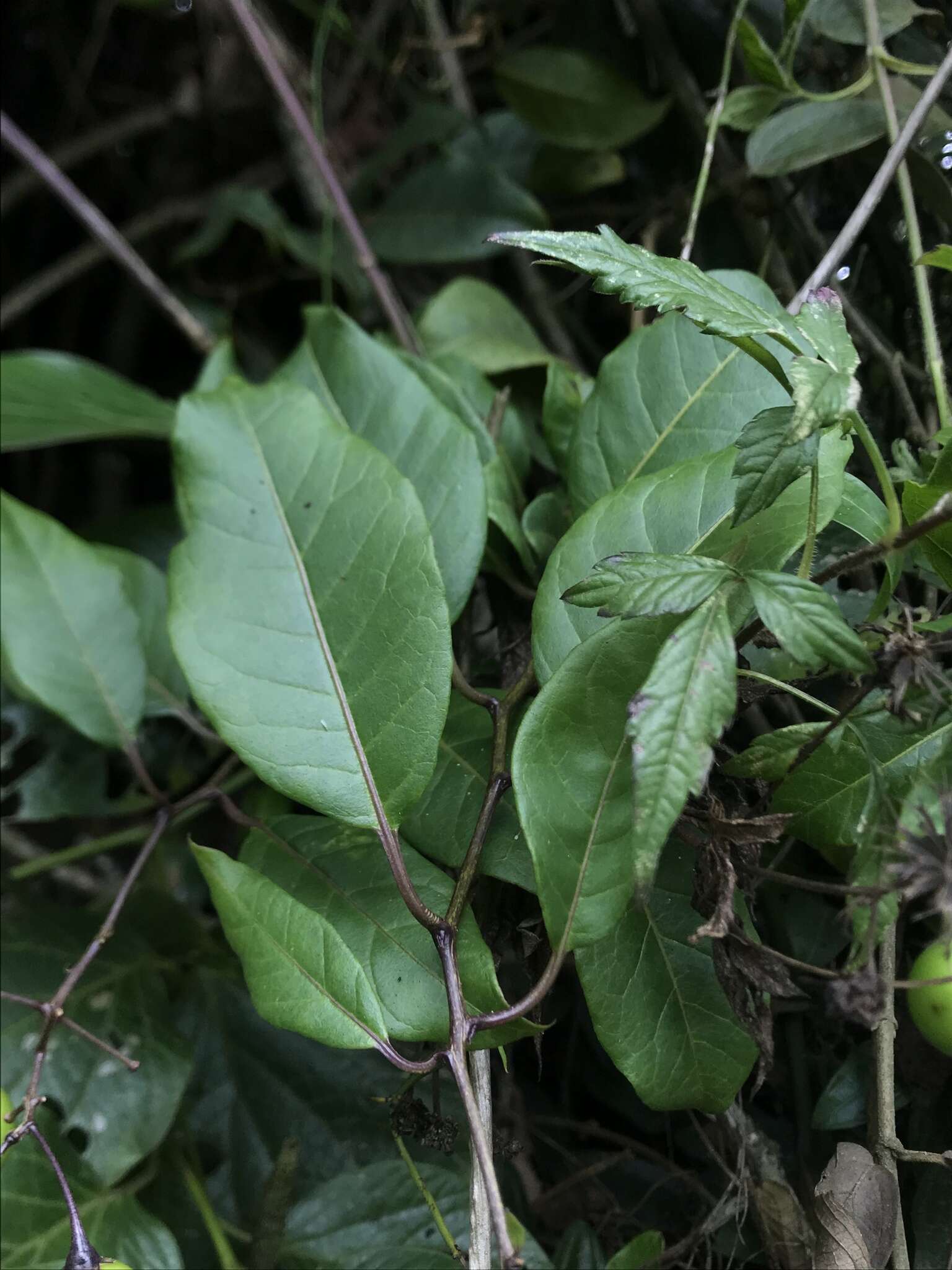 Image of Solanum luculentum C. V. Morton ex S. Knapp