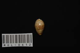 Image of Walker's Cowry