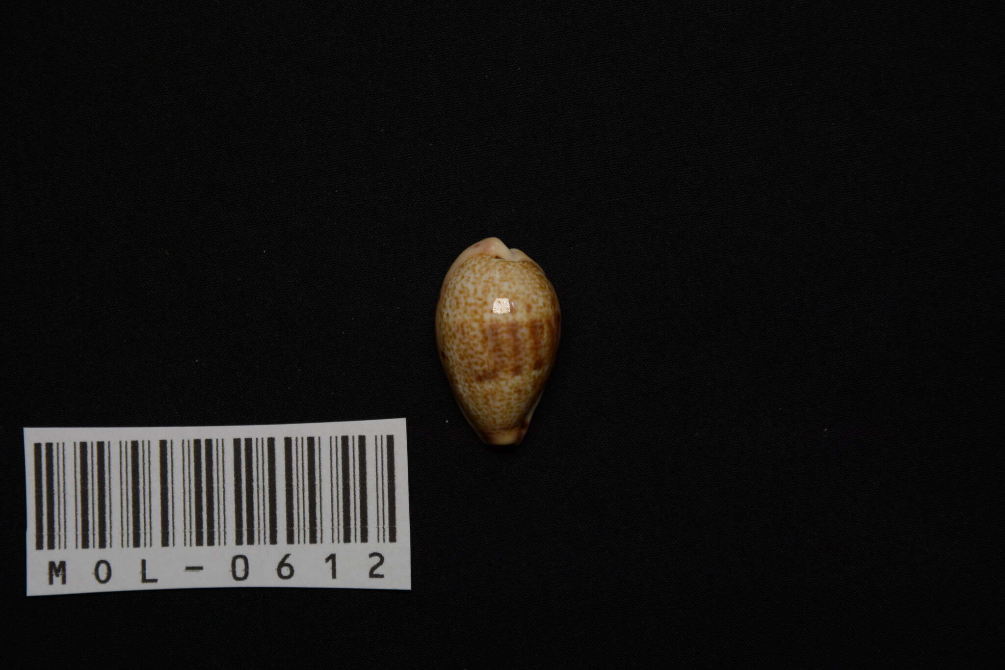 Image of Walker's Cowry